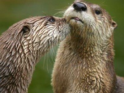 Loutre