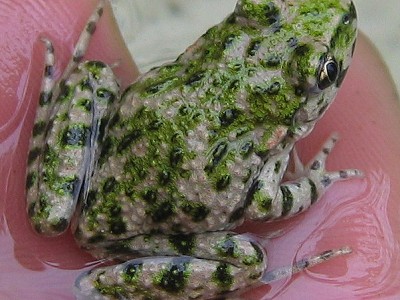Pelodytes_punctatus
