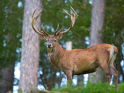 Cerf