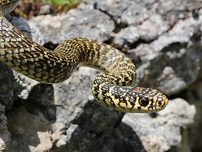 Couleuvre_verte_et_jaune