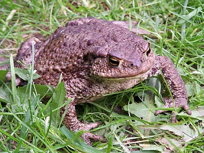 Crapaud_commun