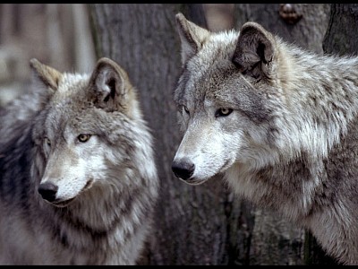 Loup_gevaudan