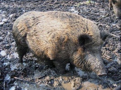 Sanglier