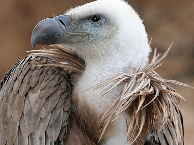 Vautour_fauve